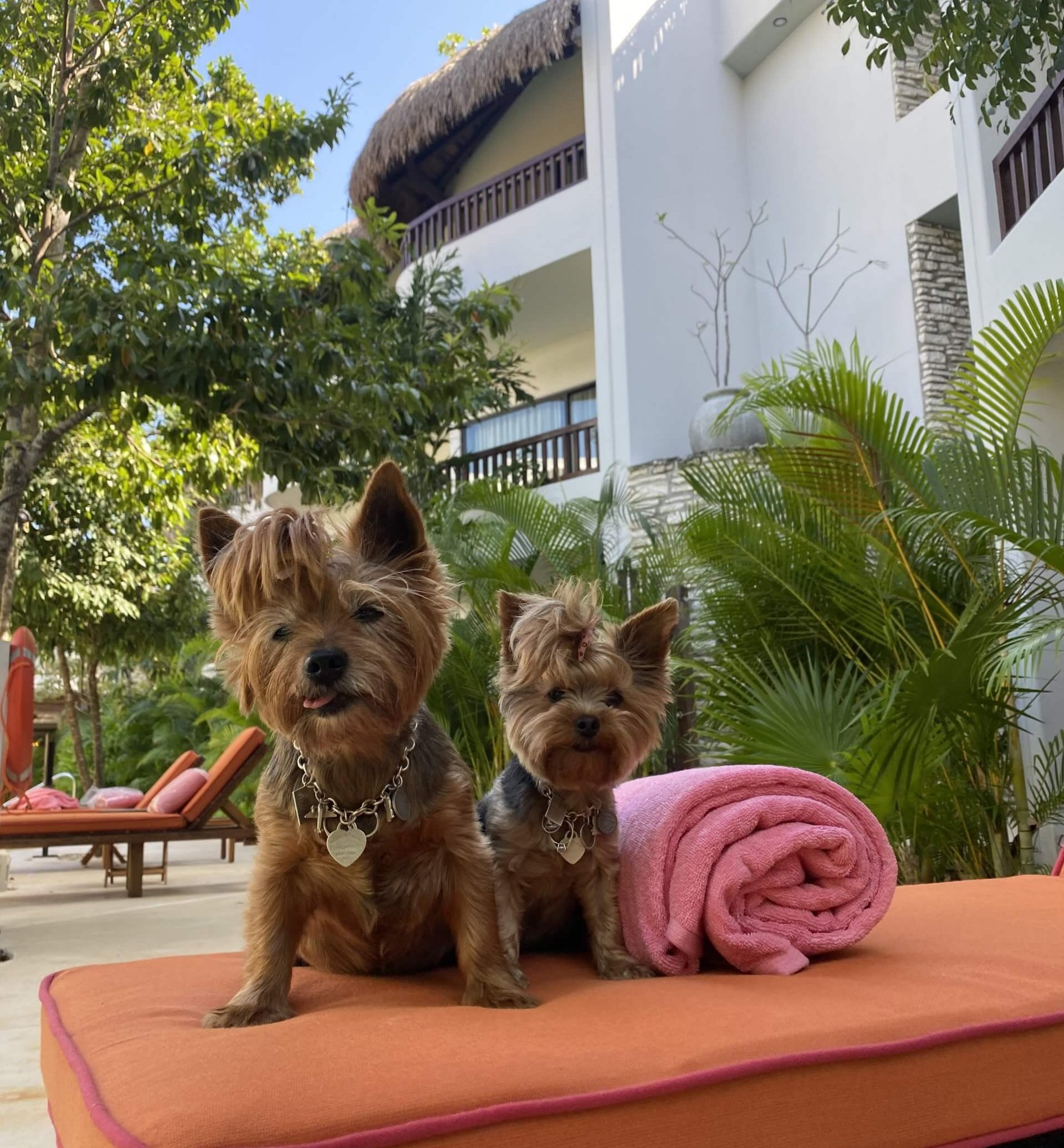 dog friendly beach clubs tulum