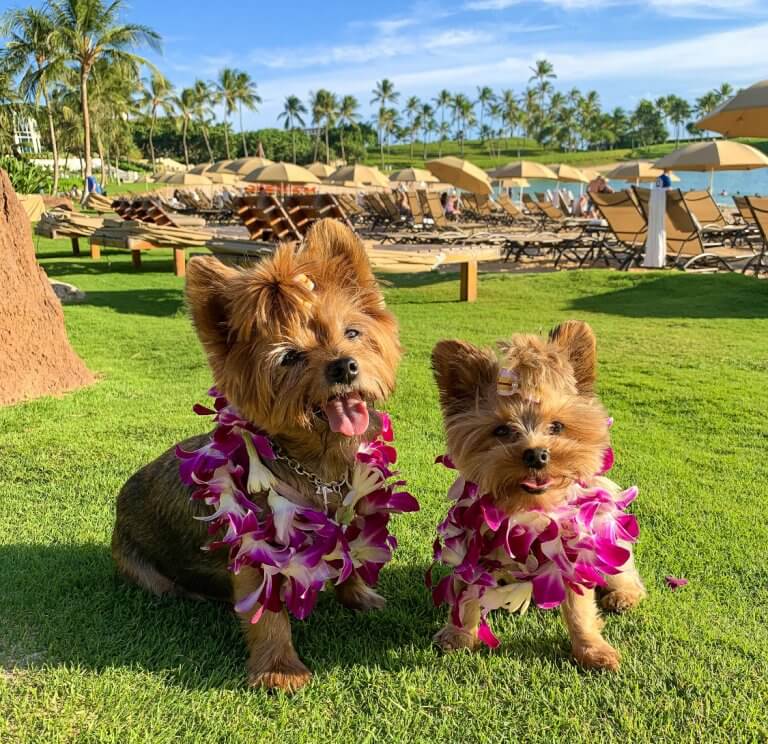 travel to hawaii dog