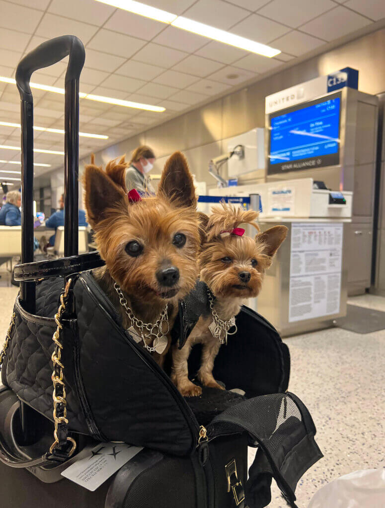 louis vuitton dog stroller